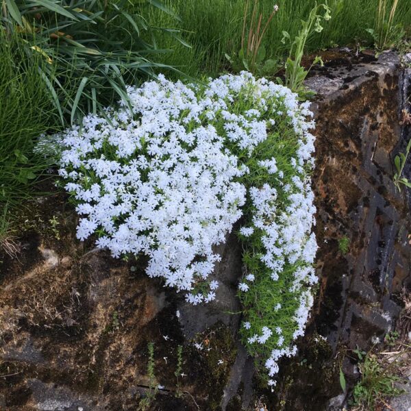 小白花 哥倫比亞百花豔莊園(奇洛索)