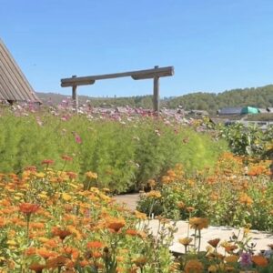 哥倫比亞百花豔莊園(Sidra)